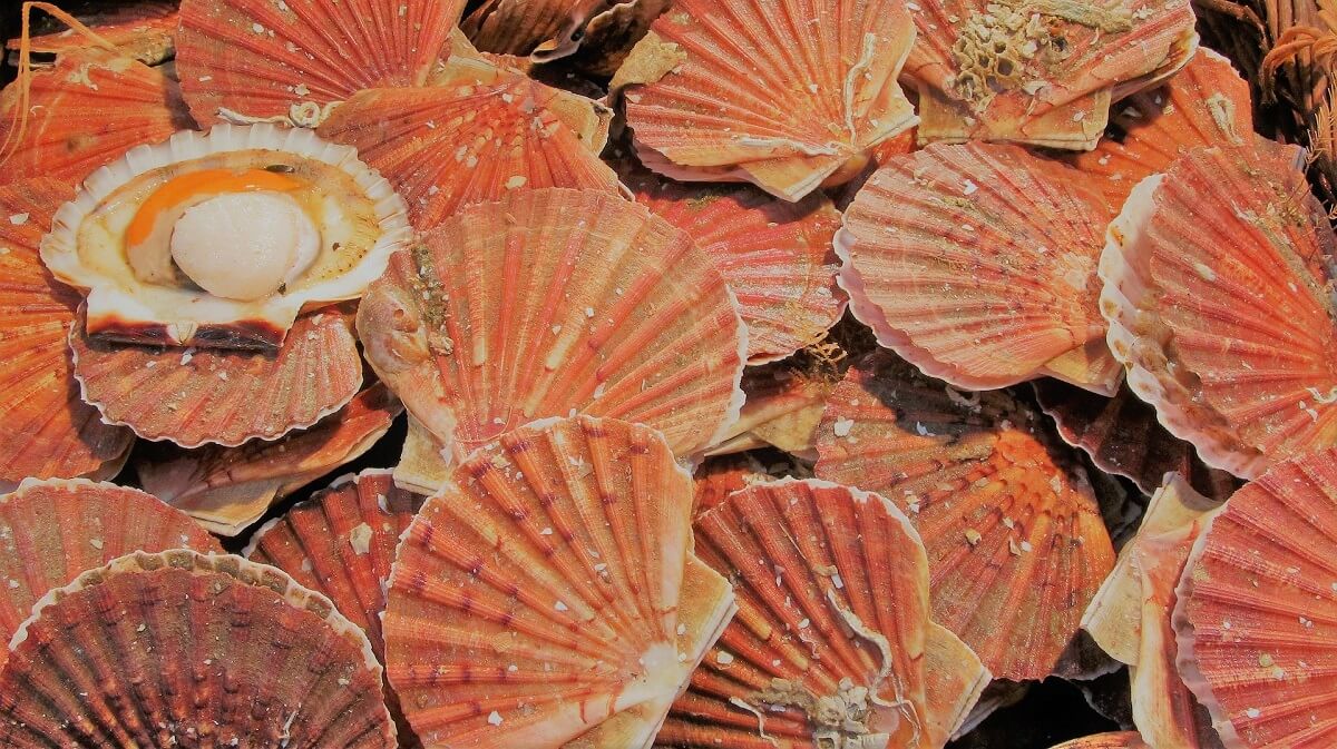 coquilles-saint-jacques-gf12a5fb13_1920