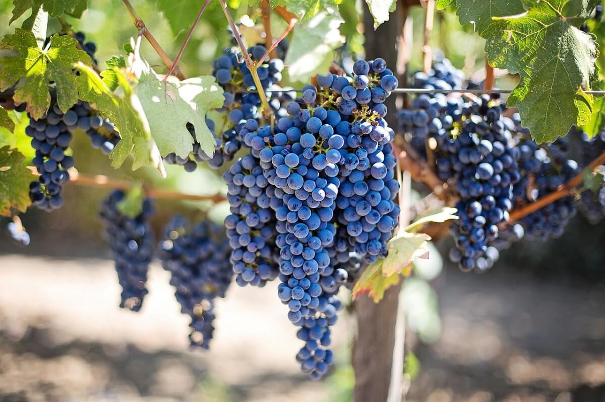 grapes-g6b561ddb8_1280 - Vendanges