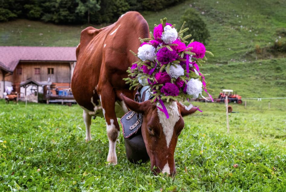 Transhumance vache tyrol 2 - CANVA.JPG