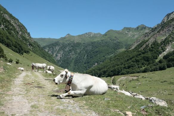 Vache alpage - Ariege - CANVA.JPG