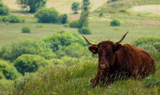 vache - près - cantal - PIXABAY - yalec-cow-5391660_640