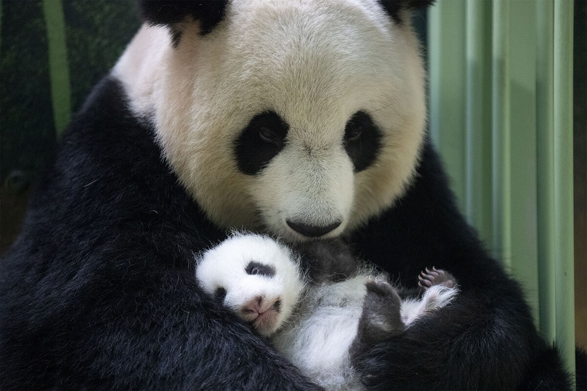 ZOO BEAUVAL - Bébés Panda 2 Tiny